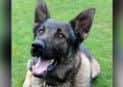 Police dog