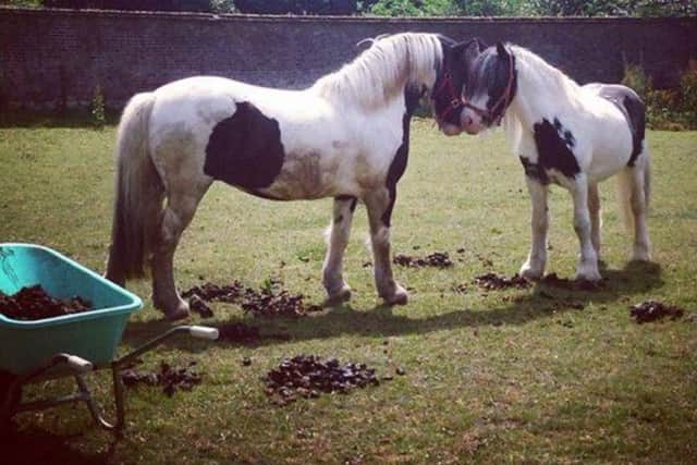 Golfers! Gaddesden Place Riding for the Disabled Association needs your help