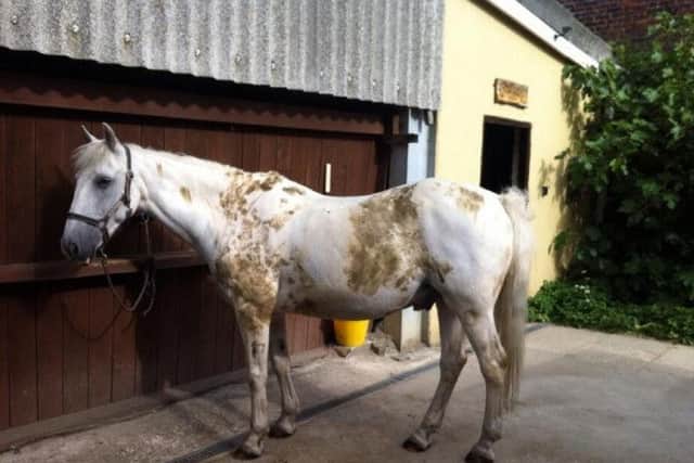 Golfers! Gaddesden Place Riding for the Disabled Association needs your help PNL-140309-174906001
