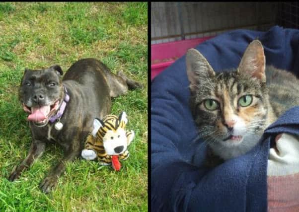 Prada and Pebbles are in need of loving homes