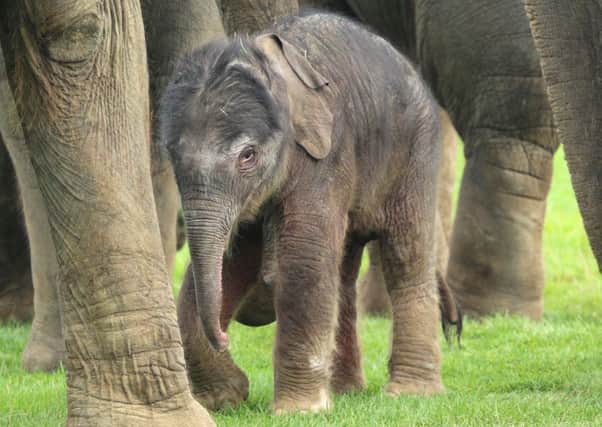 The new baby elephant born at ZSL Whipsnade Zoo on September 16