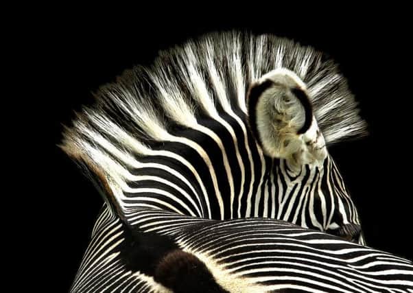 'A Striking Pose' by Sally Kilpin