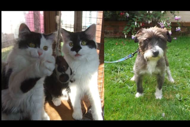 Cats Ellie and Mia and dog Blue