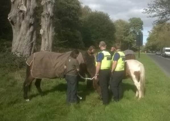 Runaway horses were caught near Ringshall. Photo: Dom Miller