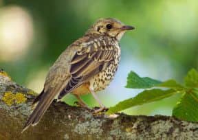 Dan Forders photograph juvenile mistle thrush on horse chestnut won third place in the Box Moor Trust's 2015 calendar competition