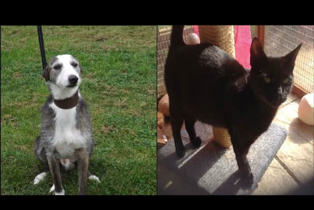 Smokey and Ebony are in need of loving owners