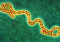 Coloured transmission electron micro-graph of a single Ebola virus, the cause of Ebola fever. It is one of the group of filoviruses, so-called for its thin and long shape. Here the viral filament is seen looping in on itself