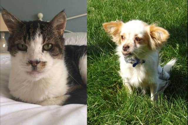 Kipper (left) and Shelly with her character-building undershot in full view