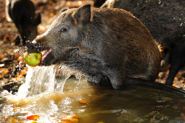 Wild boars at Whipsnade enjoy a spot of apple-bobbing for Halloween