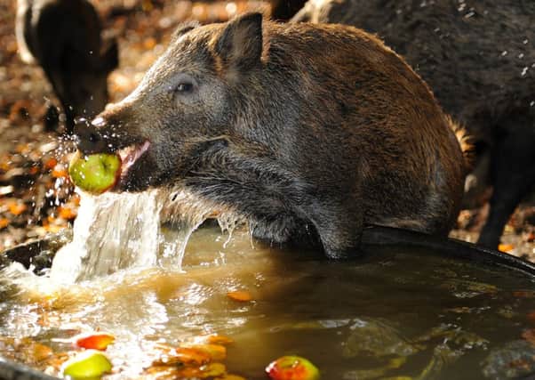 Wild boars at Whipsnade enjoy a spot of apple-bobbing for Halloween
