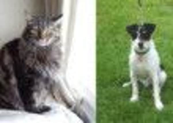 Cat Shadow and dog Arthur need new homes.