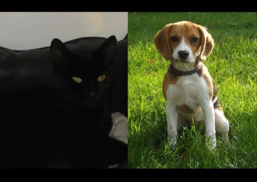 Pets Need Places: Ebony and Buffy