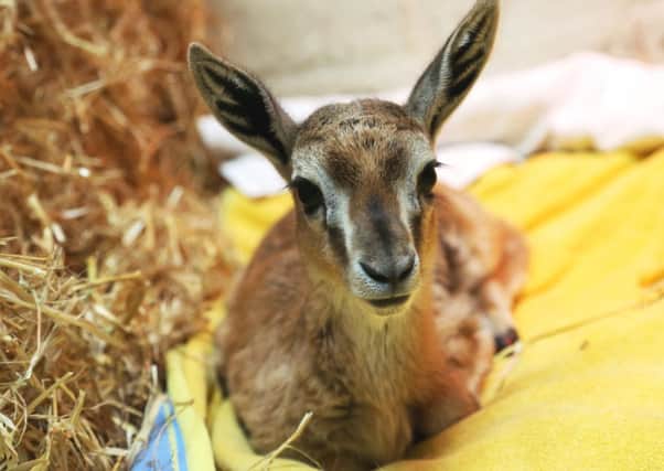 A newborn Thomsons gazelle has been nursed back to health by a senior keeper at ZSL Whipsnade Zoo after it was abandoned by its mother