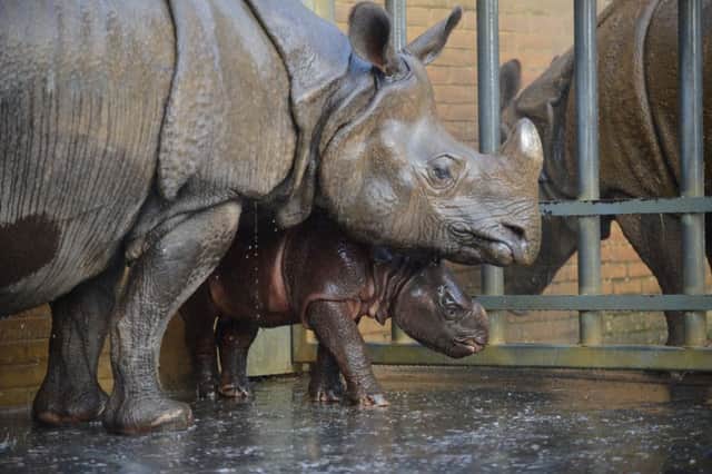 Rhinos at Whipsnade Zoo