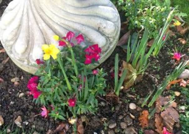 Reader's picture: Summer and winter flowers, sent in by Lesly Partridge