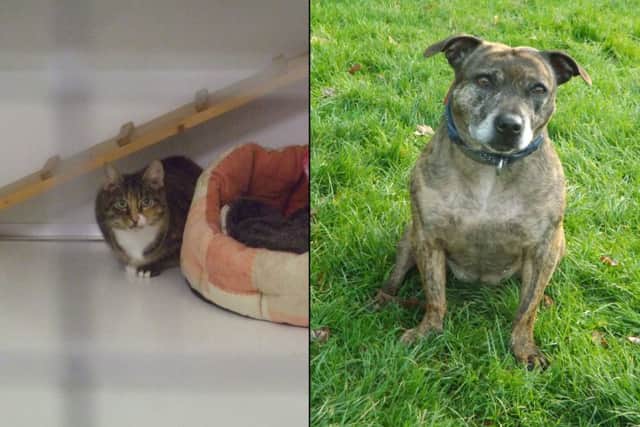 Cat Pebbles and dog Millie