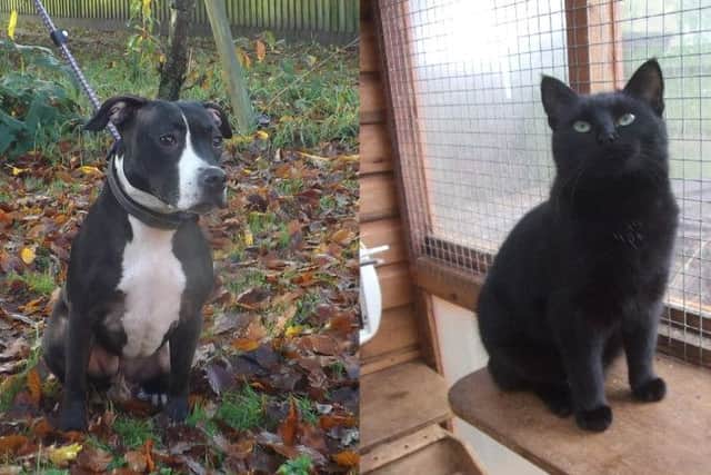 Pets Need Places: Mila and Loki