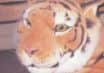 This stuffed toy tiger was stolen during a burglary in Redbourn