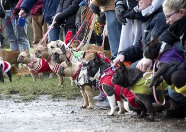 Bulldog owners from across Dacorum met for their Christmas walk on the Ashridge estate