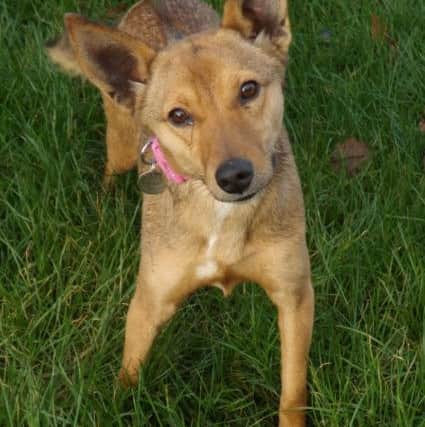 Pets Need Places: Anca PNL-141222-170729001