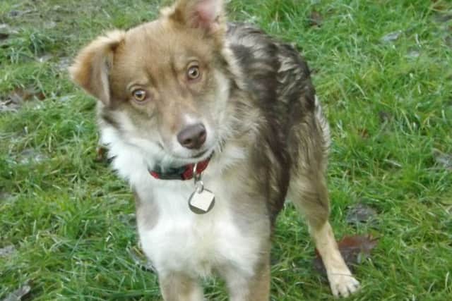 Pets Need Places: Barclay and, below, Anca
