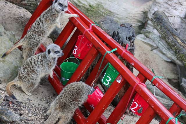 Festive fun at Whipsnade Zoo