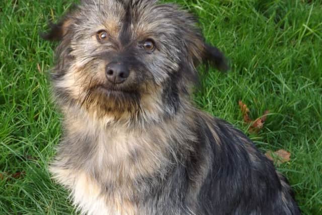 Newcomer Nuca needs a home