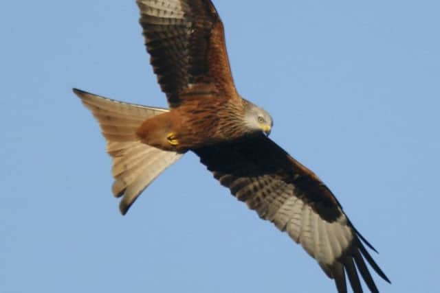 Red kite above the Chilterns. Photo: Gerry Whitlow PNL-140829-144350001