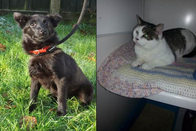 Tempeh and Rita need loving homes