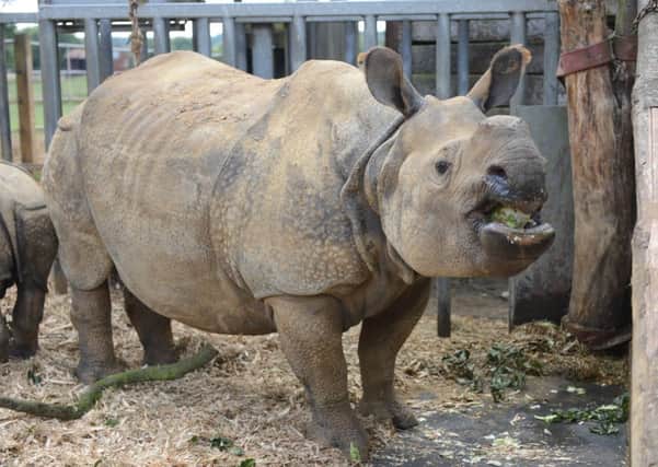 Rhinos at ZSL Whipsnade Zoo