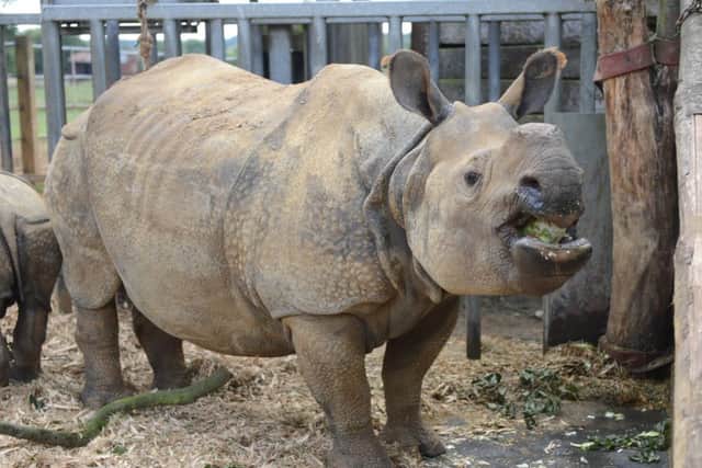 Rhinos at ZSL Whipsnade Zoo