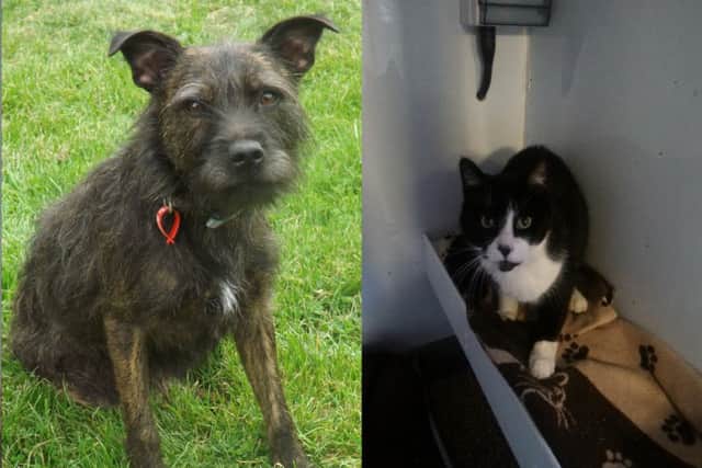 Sam and Domino need loving homes