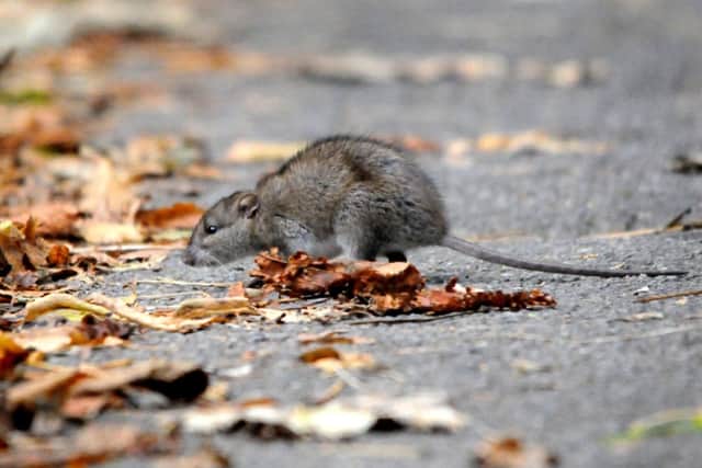 Rats are the most common pest found in winter