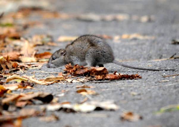 Rats are the most common pest found in winter