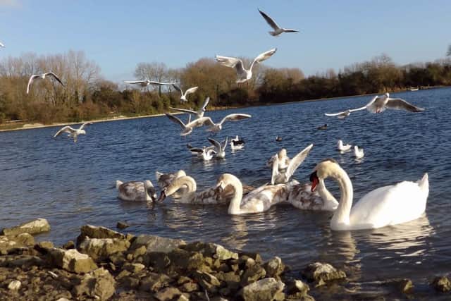 Feeding frenzy: thanks to Gordon Dumpleton of Tring for this great photo of gulls and swans feeding at Startops Reservoir this week. Keep your great pictures coming into us by email