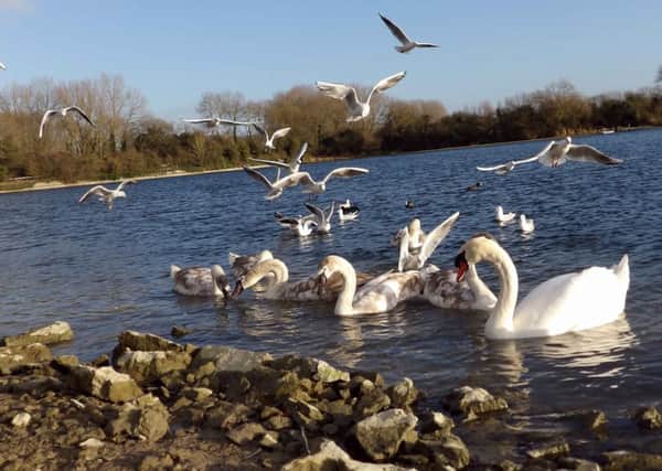 Feeding frenzy: thanks to Gordon Dumpleton of Tring for this great photo of gulls and swans feeding at Startops Reservoir this week. Keep your great pictures coming into us by email