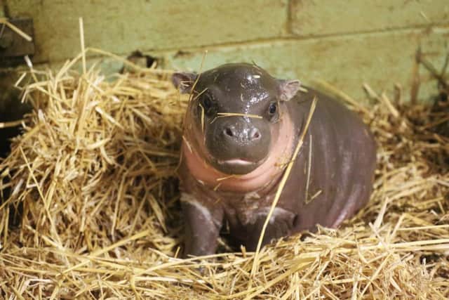 The baby hippo was born on Boxing Day