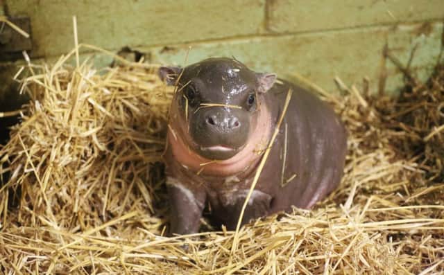 The baby hippo was born on Boxing Day