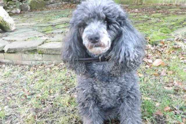 Misty is a beautiful miniature Poodle bitch