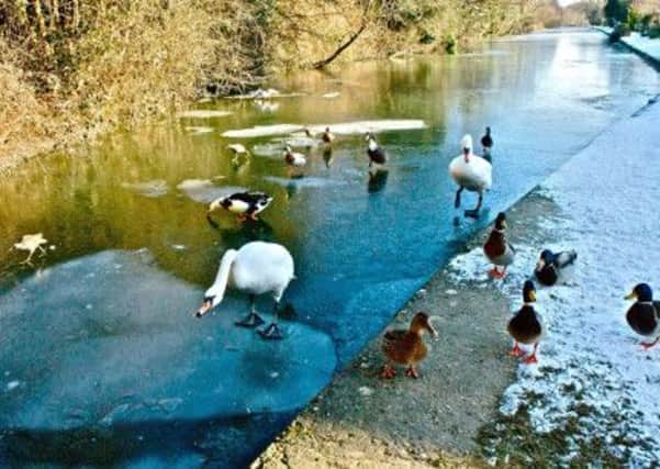 Chaaaaaaaaarge said the leader swan as the Animals of Farthing Wood trekked along the frozen canal to pastures new...
Sorry got a bit carried away there but you can see why. This fantastic photo by Peter Brigginshaw shows these feathered freinds enjoying a long (cold) walk to Northchurch. What a fantastic photo! Keep them coming people.