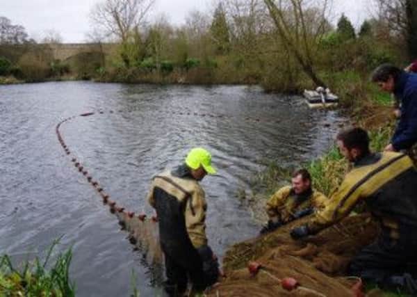 Fish being moved from Westbrook Mere in Hemel Hempstead to the Aylesbury arm of the Grand Union Canal
