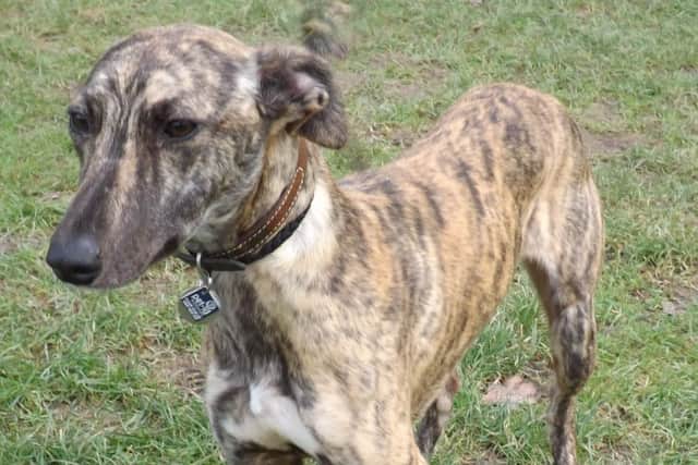 Shes pretty Fly: This sweet-natured whippet needs a home