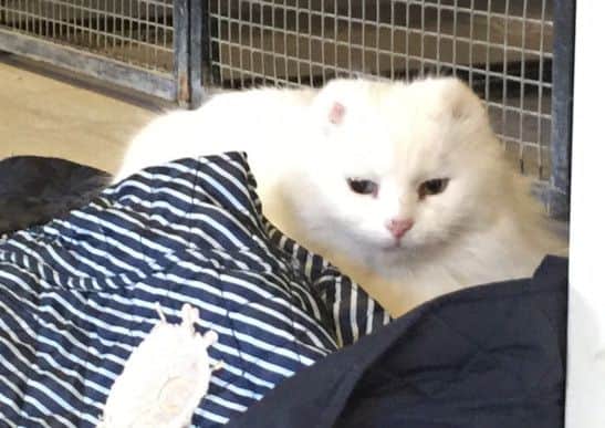 Stunning Fluffy is in need of a new home