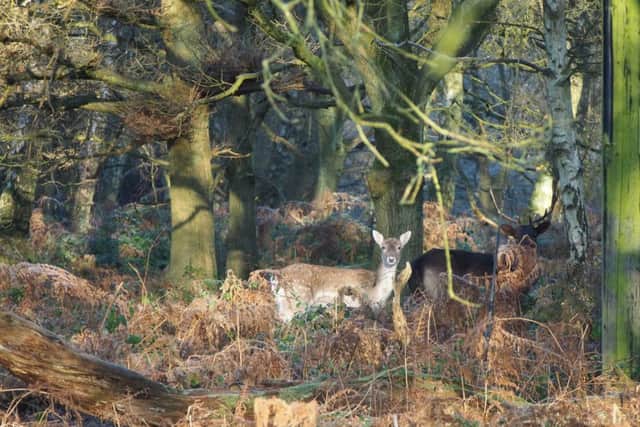 This breathtaking shot of rarely seen deer was taken by Melanie Eckert from Berkhamsted during a walk around Potten End and Bourne End with her husband. Melanie took a number of fabulous pictures which will be featuring in the coming week. Keep all your great pictures coming in