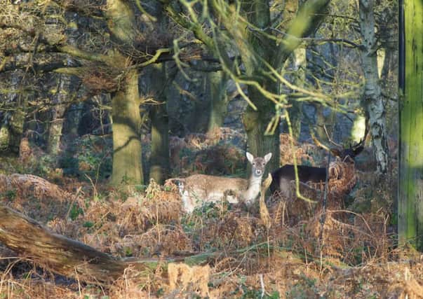 This breathtaking shot of rarely seen deer was taken by Melanie Eckert from Berkhamsted during a walk around Potten End and Bourne End with her husband. Melanie took a number of fabulous pictures which will be featuring in the coming week. Keep all your great pictures coming in