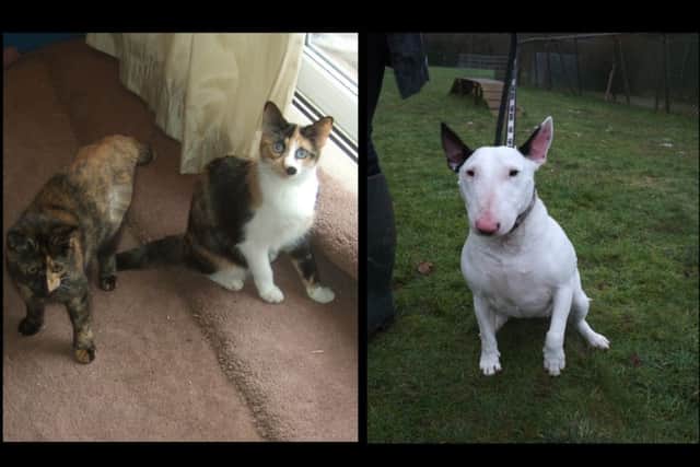 Sisters Tammie and Hattie and Bull Terrier bitch Lizzy