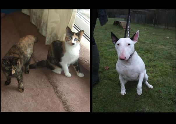 Sisters Tammie and Hattie and Bull Terrier bitch Lizzy