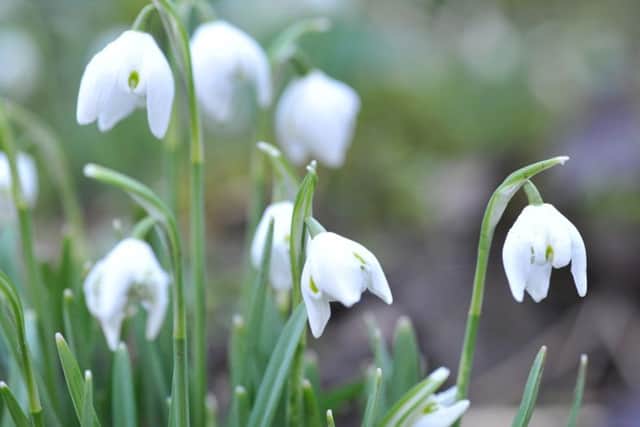 Snowdrop spectacular