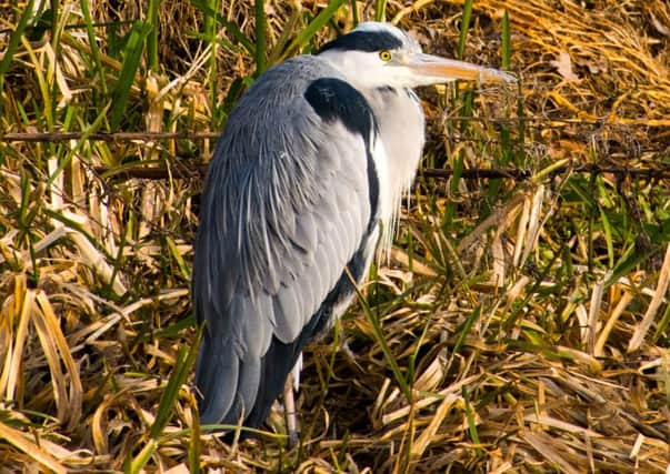 One thing about the majestic Heron is that it can be quite easily spooked. Seeing one is always quite breathtaking. So well done to reader Ian Phipps who capured a shot this one in Boxmoor recently. Ian said: He was a willing subject and kept very still for me.
Keep your photos coming in!