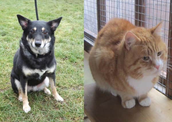 Coco and Eddy are looking for their fur-ever homes